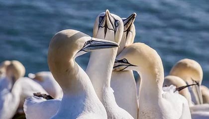 kaiyun-CBA裁判再度登上热搜榜 抢五大战吹罚成败笔