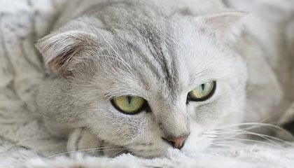 kaiyun-CBA裁判再度登上热搜榜 抢五大战吹罚成败笔