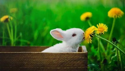 开云体育下载APP：畅享极致体育体验，从这里开始